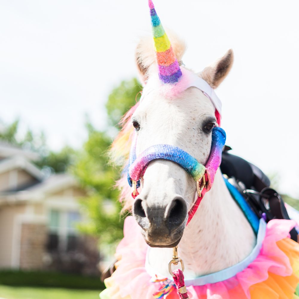 Pony mit Regenbogen-Schmuck als Einhorn verkleidet