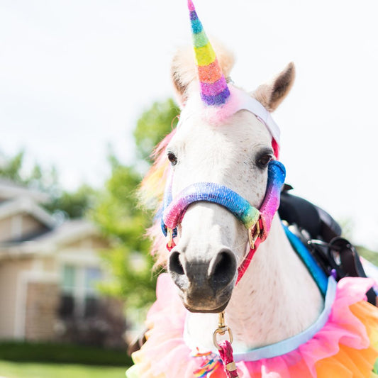 Pony mit Regenbogen-Schmuck als Einhorn verkleidet