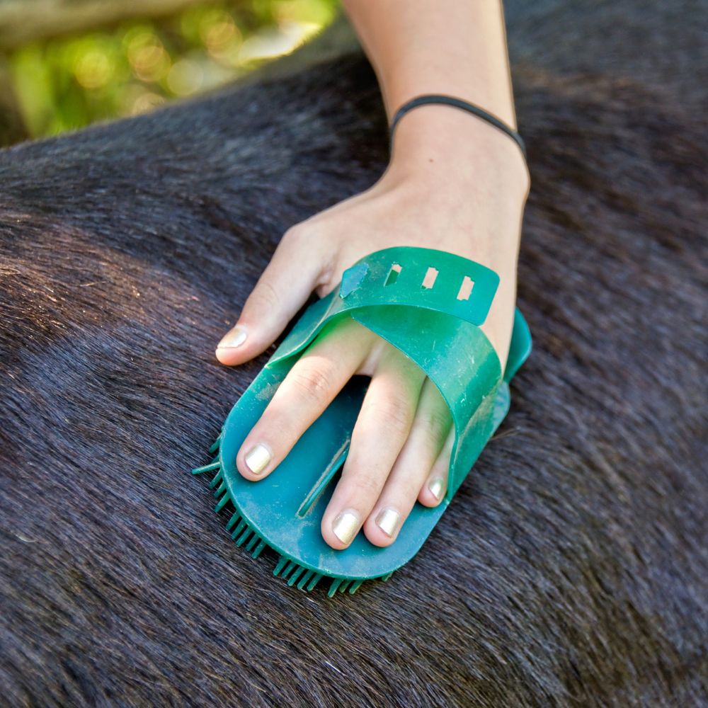 Pony wird mit einer Bürste geputzt